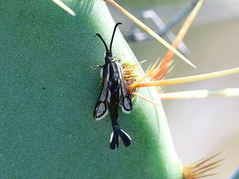 Image of Carmenta albociliata Engelhardt 1925