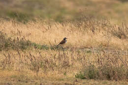 Image of Capped Wheatear