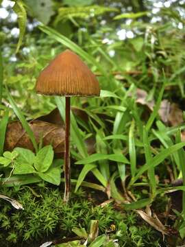 Image de Psilocybe mexicana R. Heim 1957