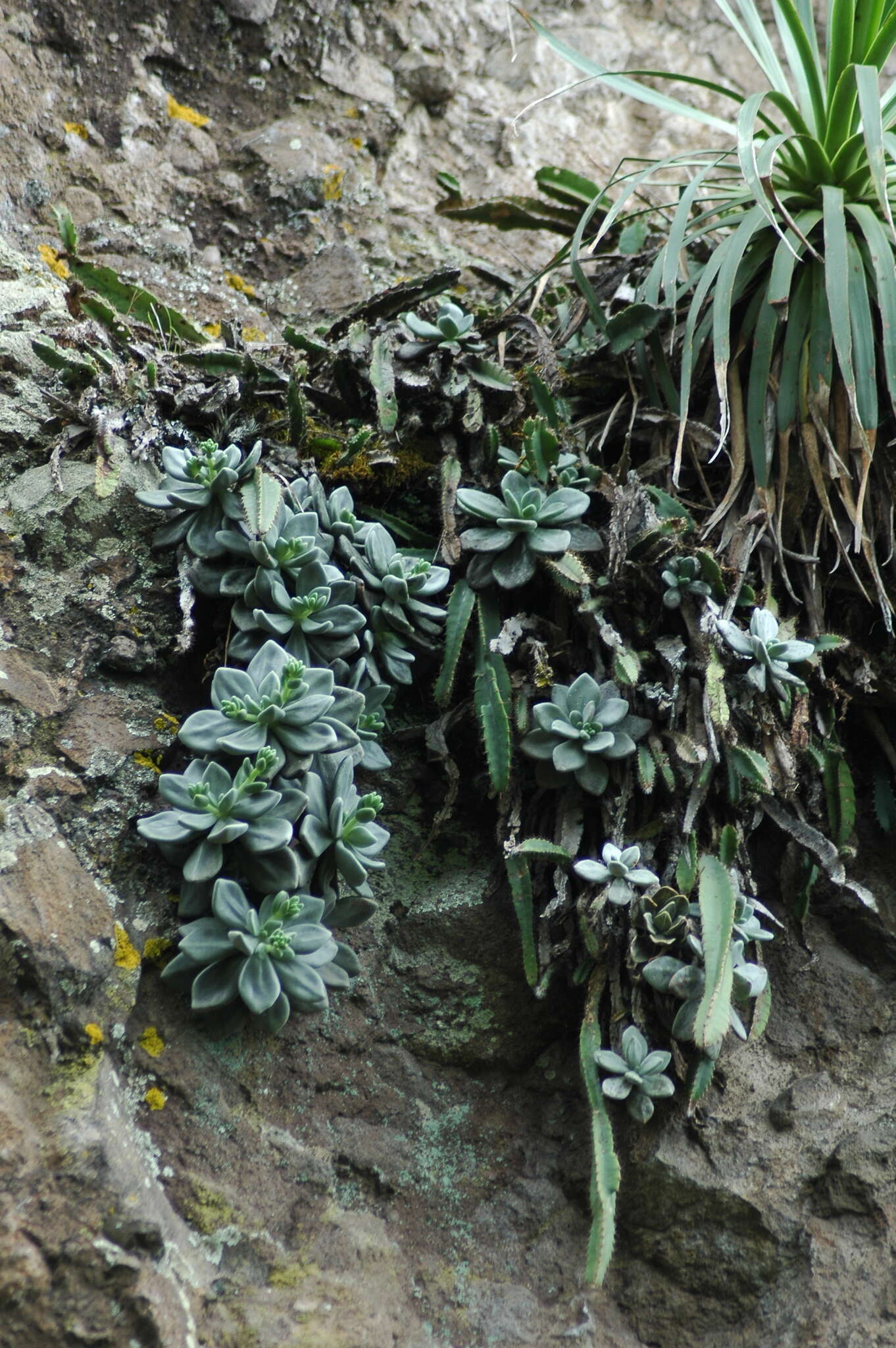 Image de Cremnophila nutans Rose