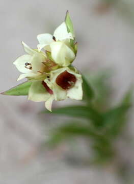 Image of Shrubby Primrose-Willow