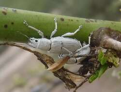 صورة Artipus calceatus Marshall 1926