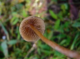 Image de Psilocybe mexicana R. Heim 1957