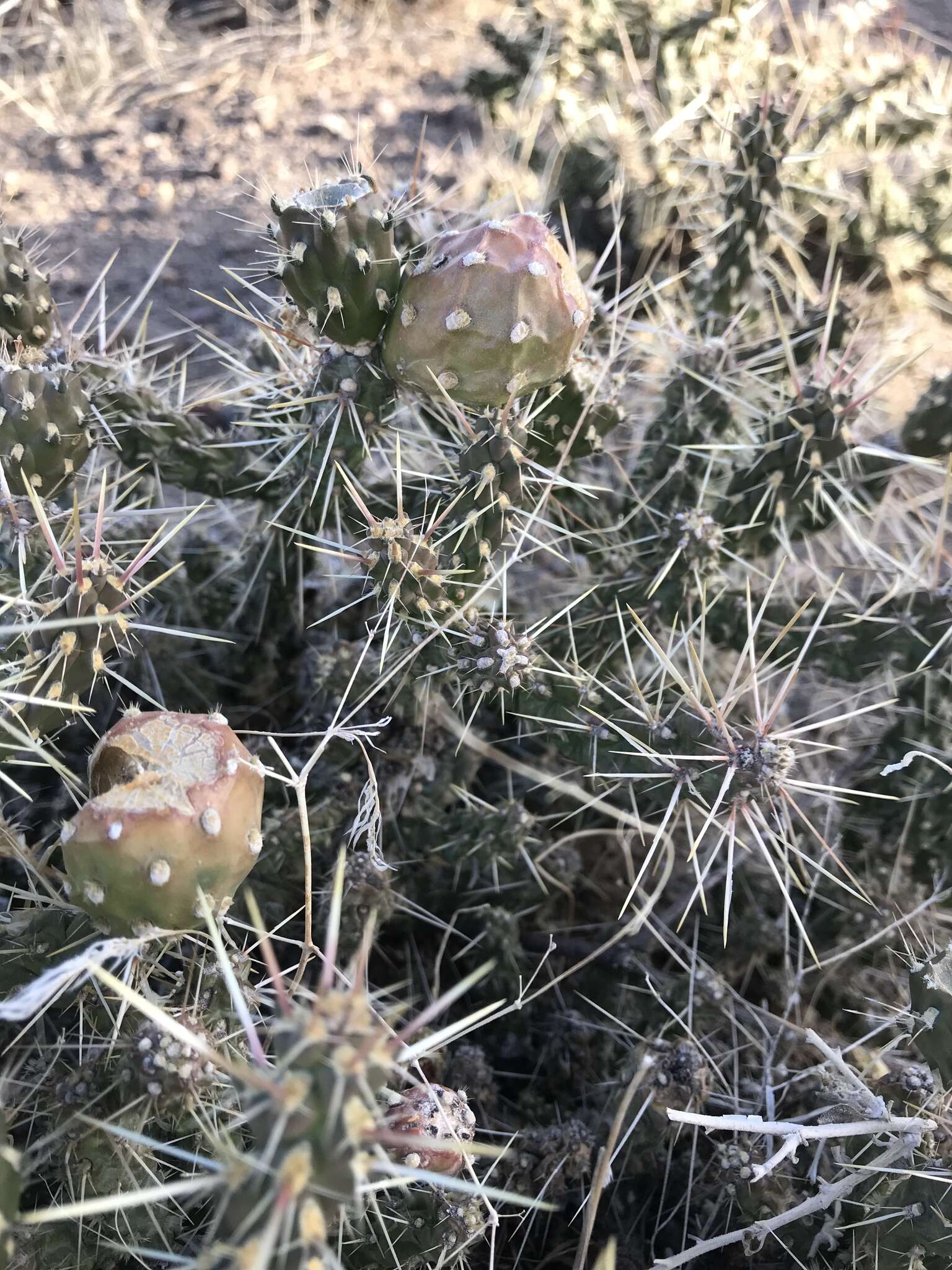 Image of Whipple cholla