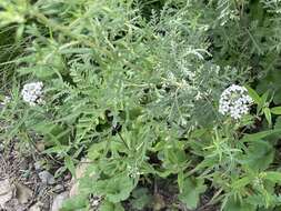 Image of Lysimachia pentapetala Bunge