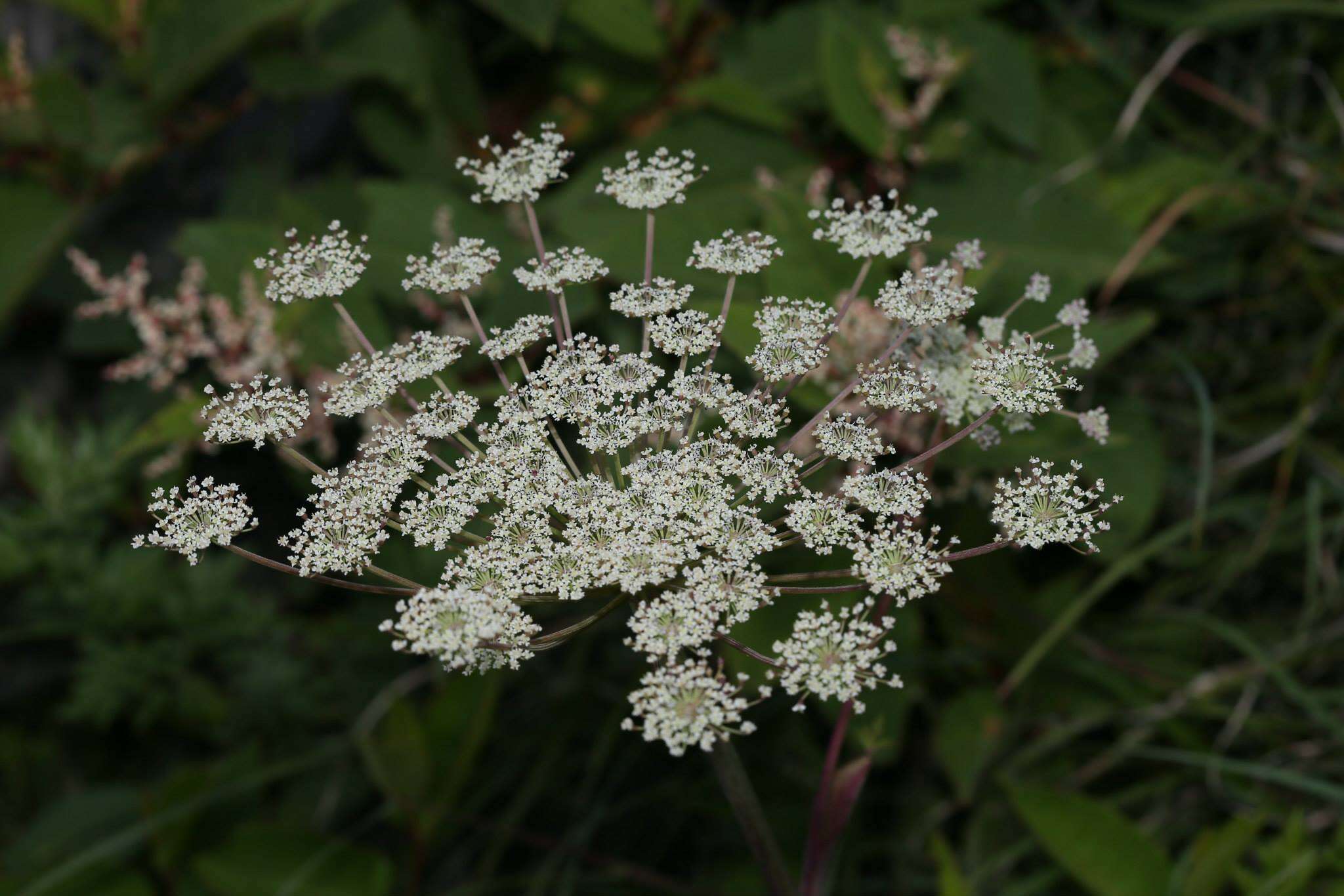 Слика од Angelica morii Hayata