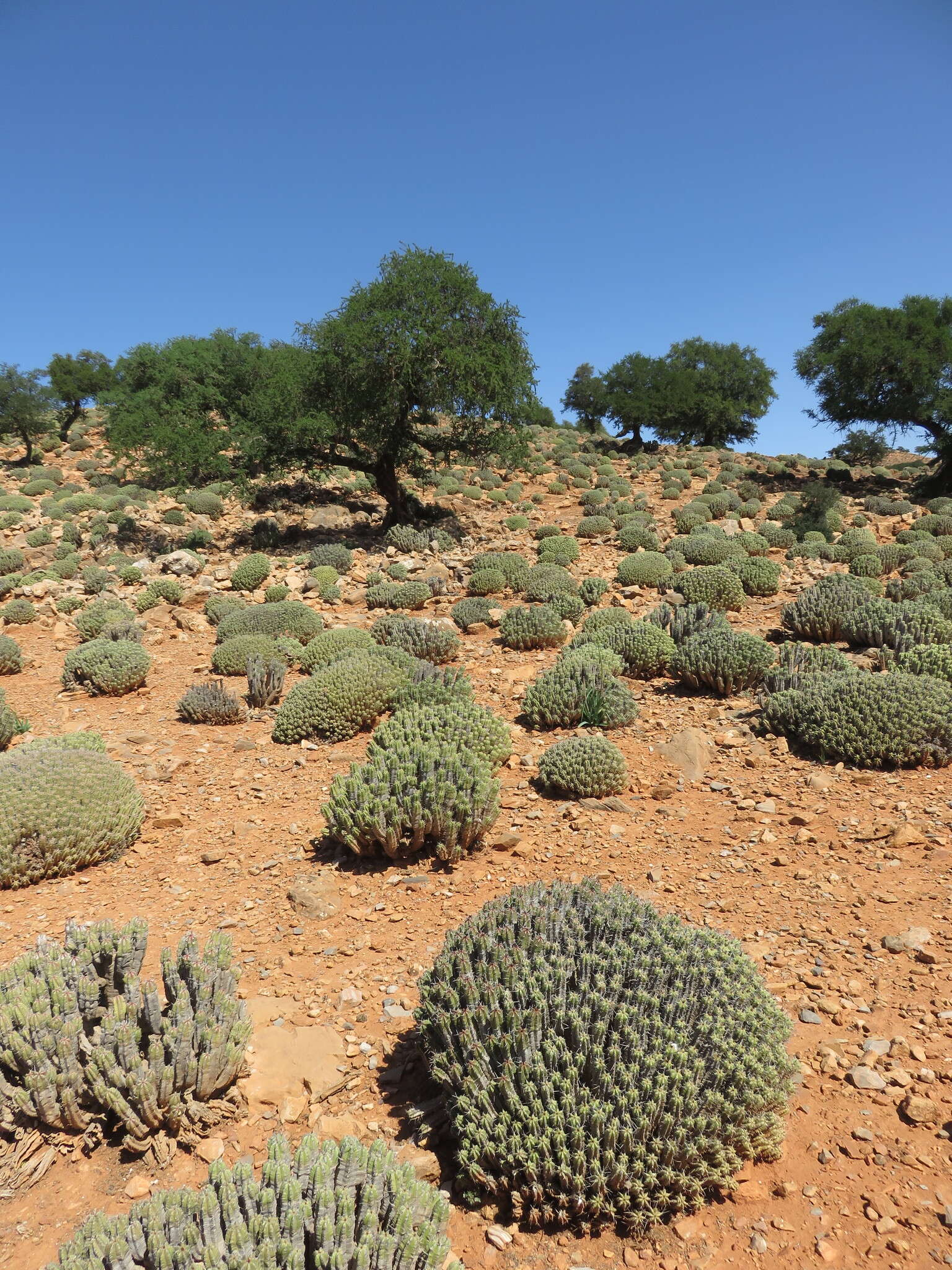 Euphorbia officinarum L. resmi