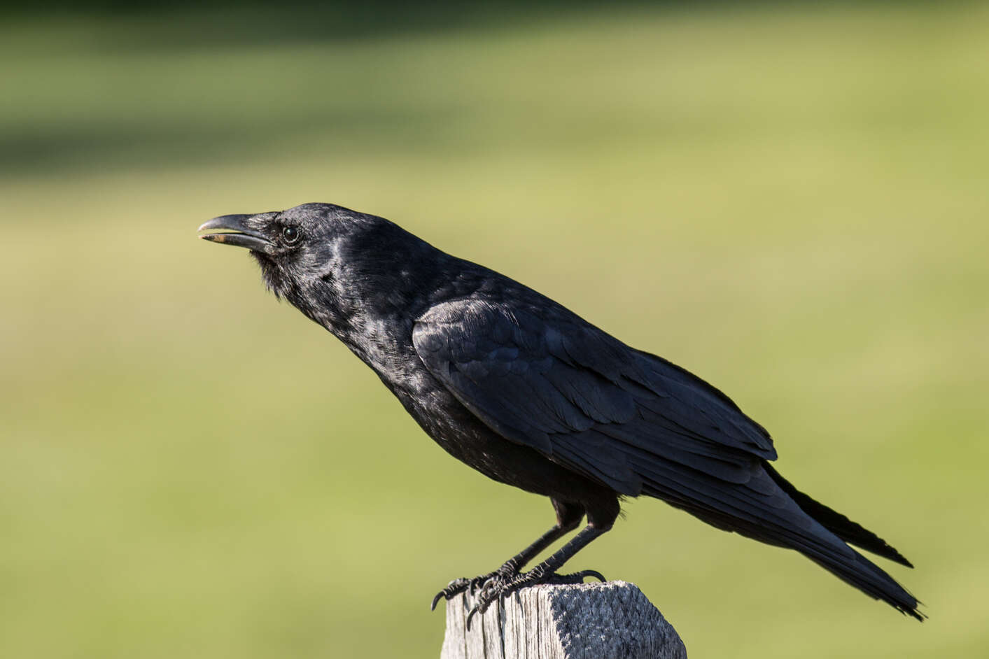 Image of Fish Crow