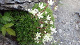 Image de Saxifraga bronchialis var. rebunshirensis (Engl. & Irmsch.) Hara