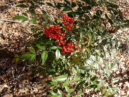 Image of nandina