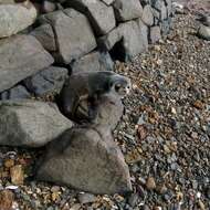 Image of Amsterdam Island Fur Seal