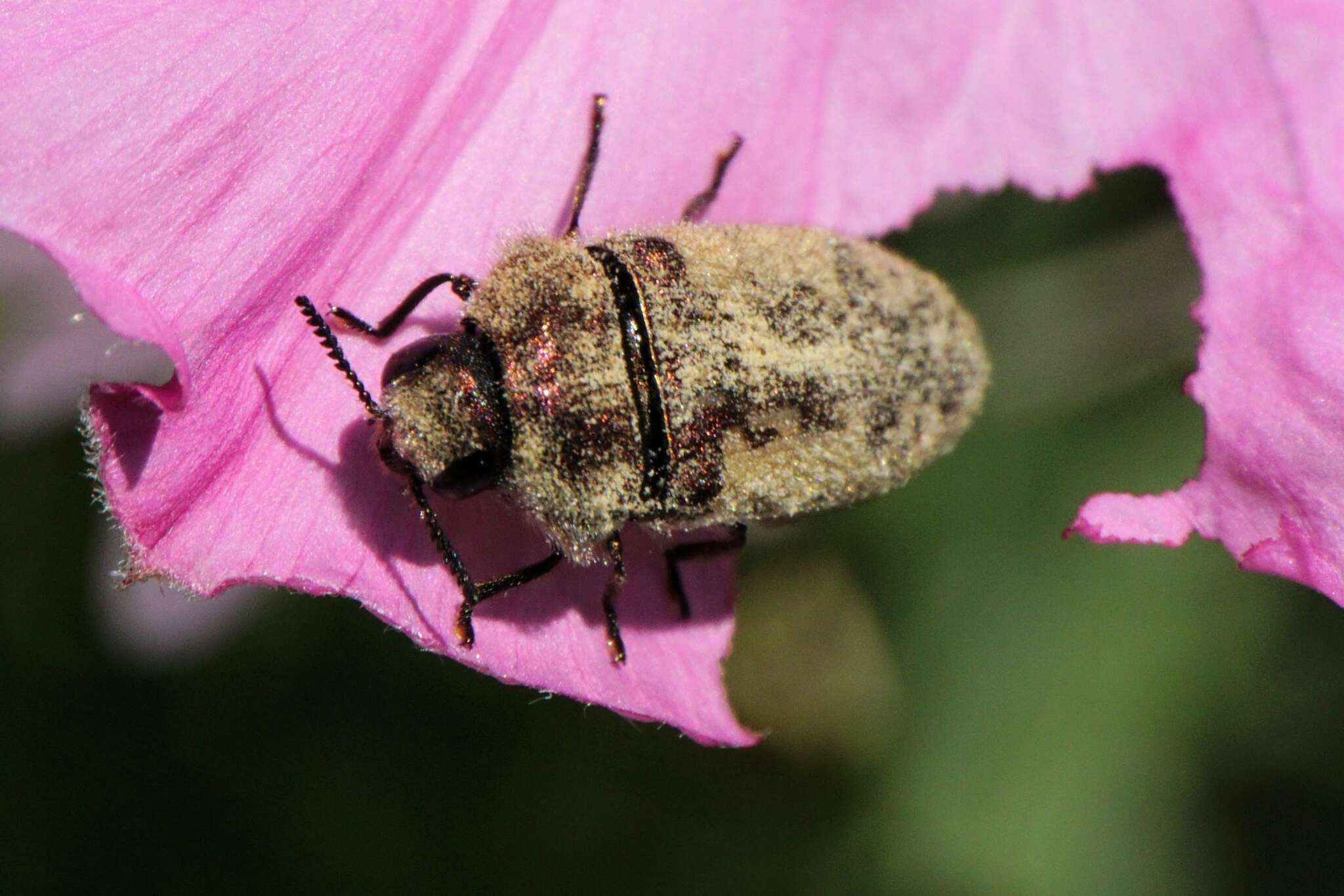 Sivun Acmaeodera pilosellae (Bonelli 1812) kuva