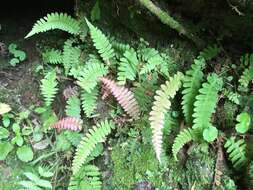 Image of Narrow-Leaf Mid-Sorus Fern