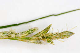 Слика од Carex brizoides L.