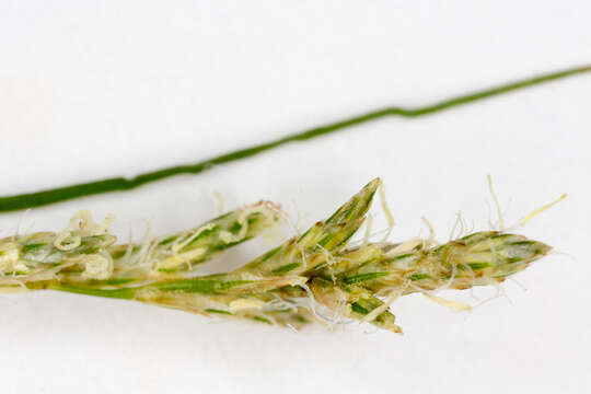 Image of quaking-grass sedge