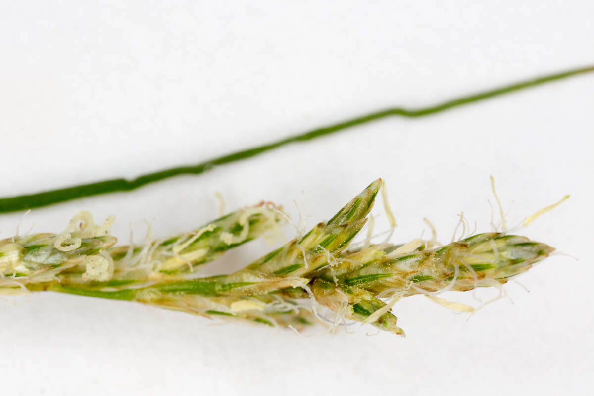 Image of quaking-grass sedge