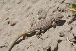 Image of Darwin's Tree Iguana