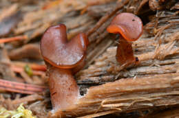 Image de Gyromitra infula (Schaeff.) Quél. 1886