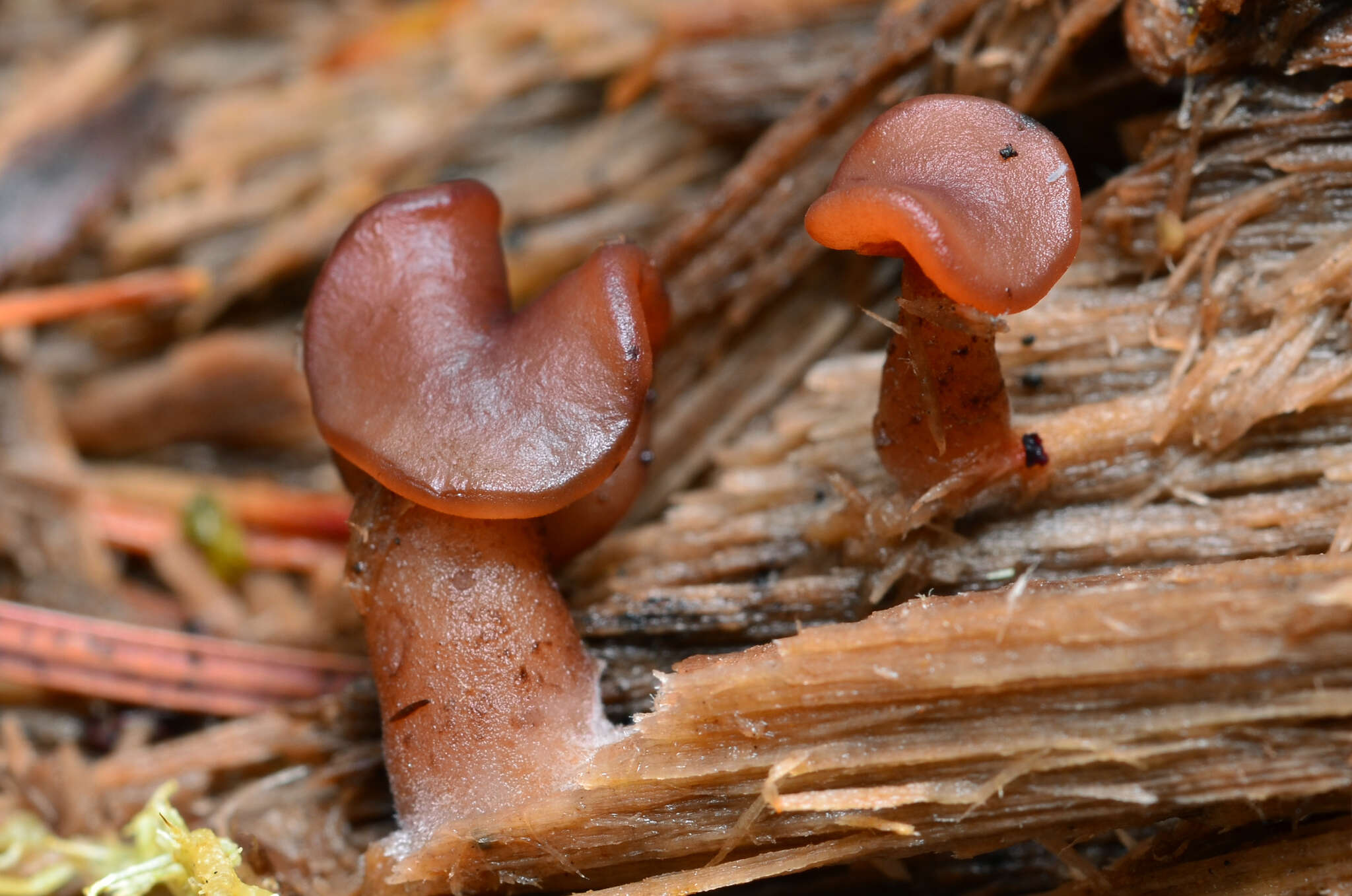 Imagem de Gyromitra infula (Schaeff.) Quél. 1886