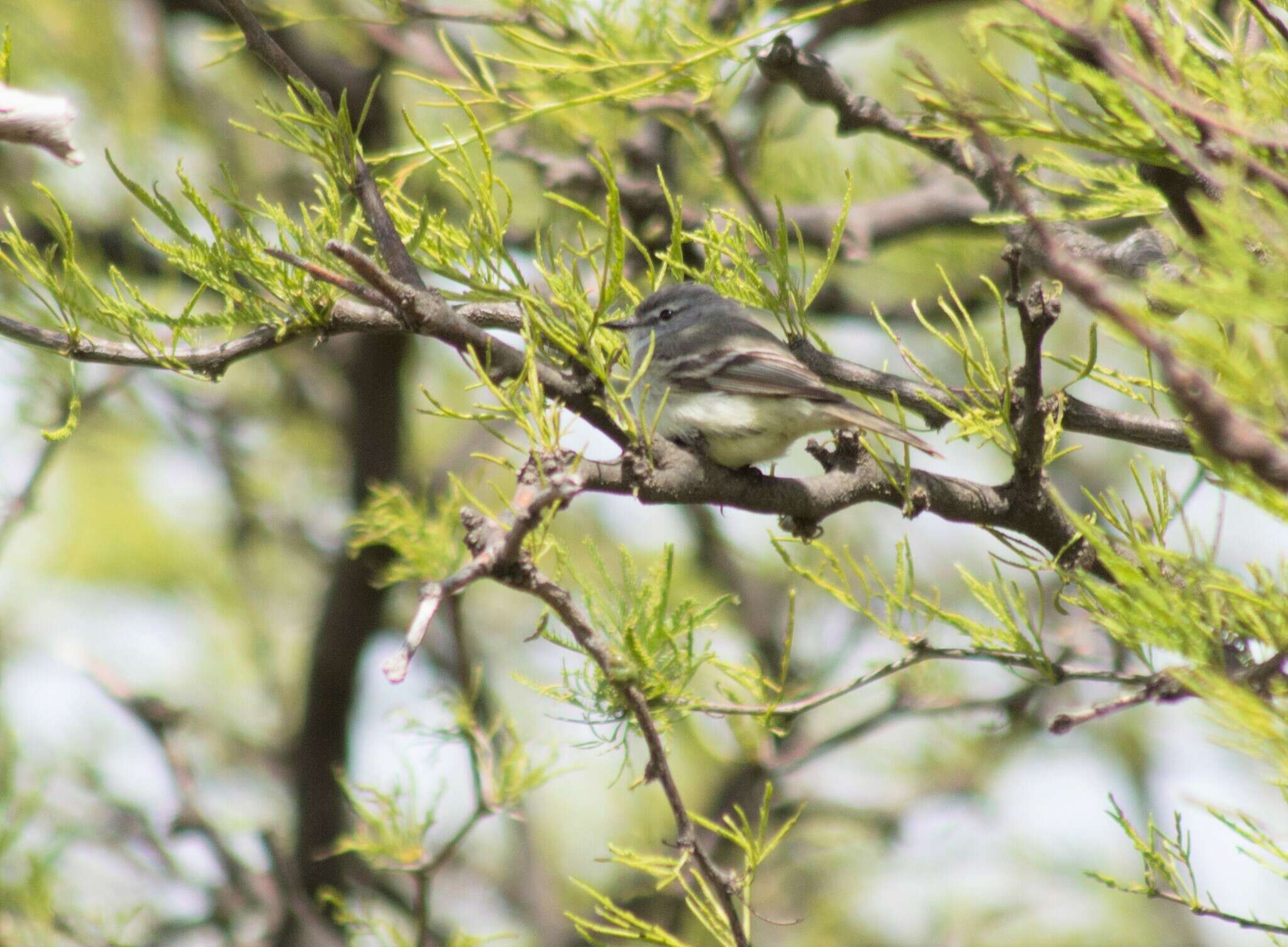 Image of Straneck's Tyrannulet