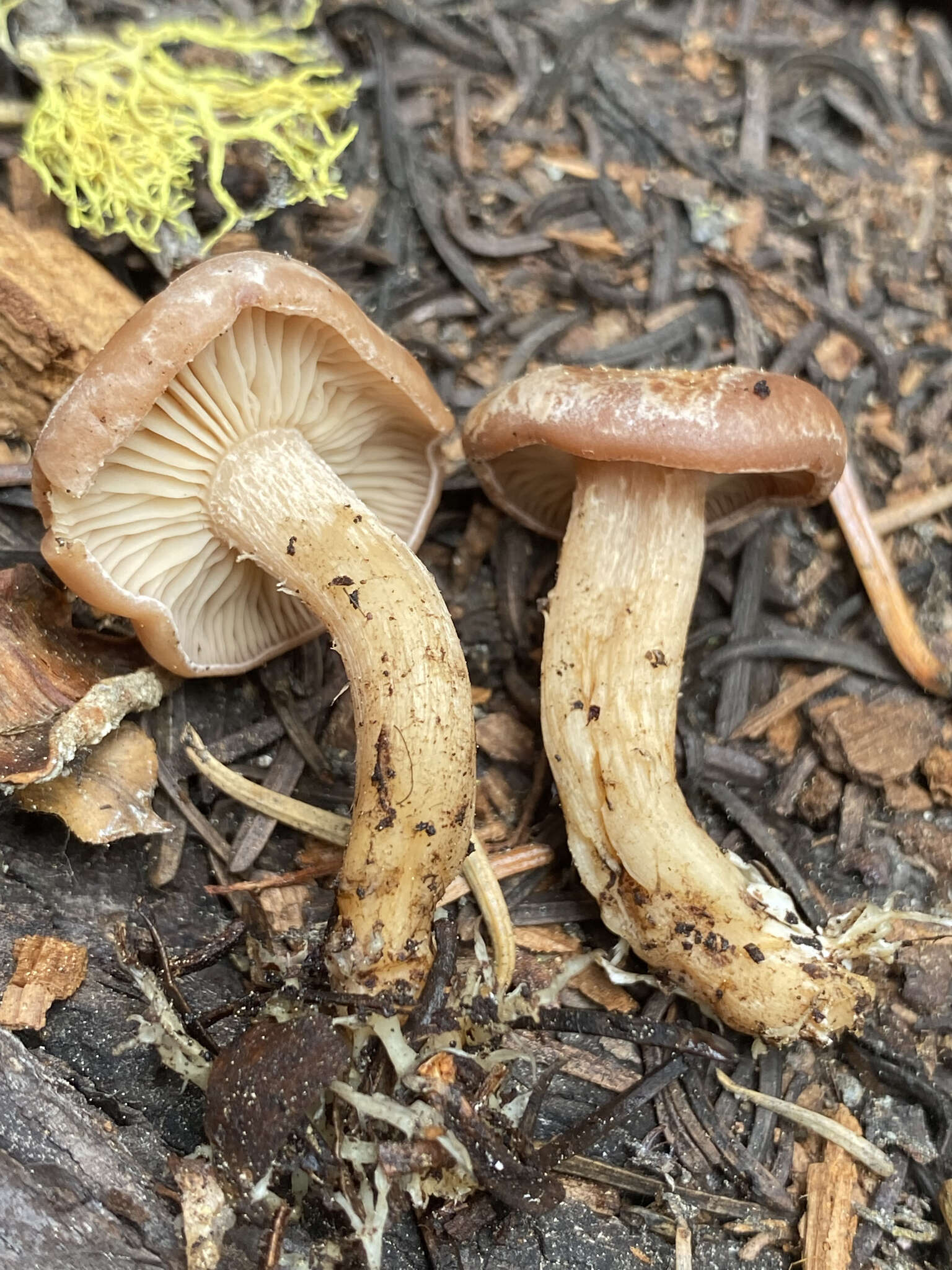 Image of Clitocybe albirhiza H. E. Bigelow & A. H. Sm. 1963