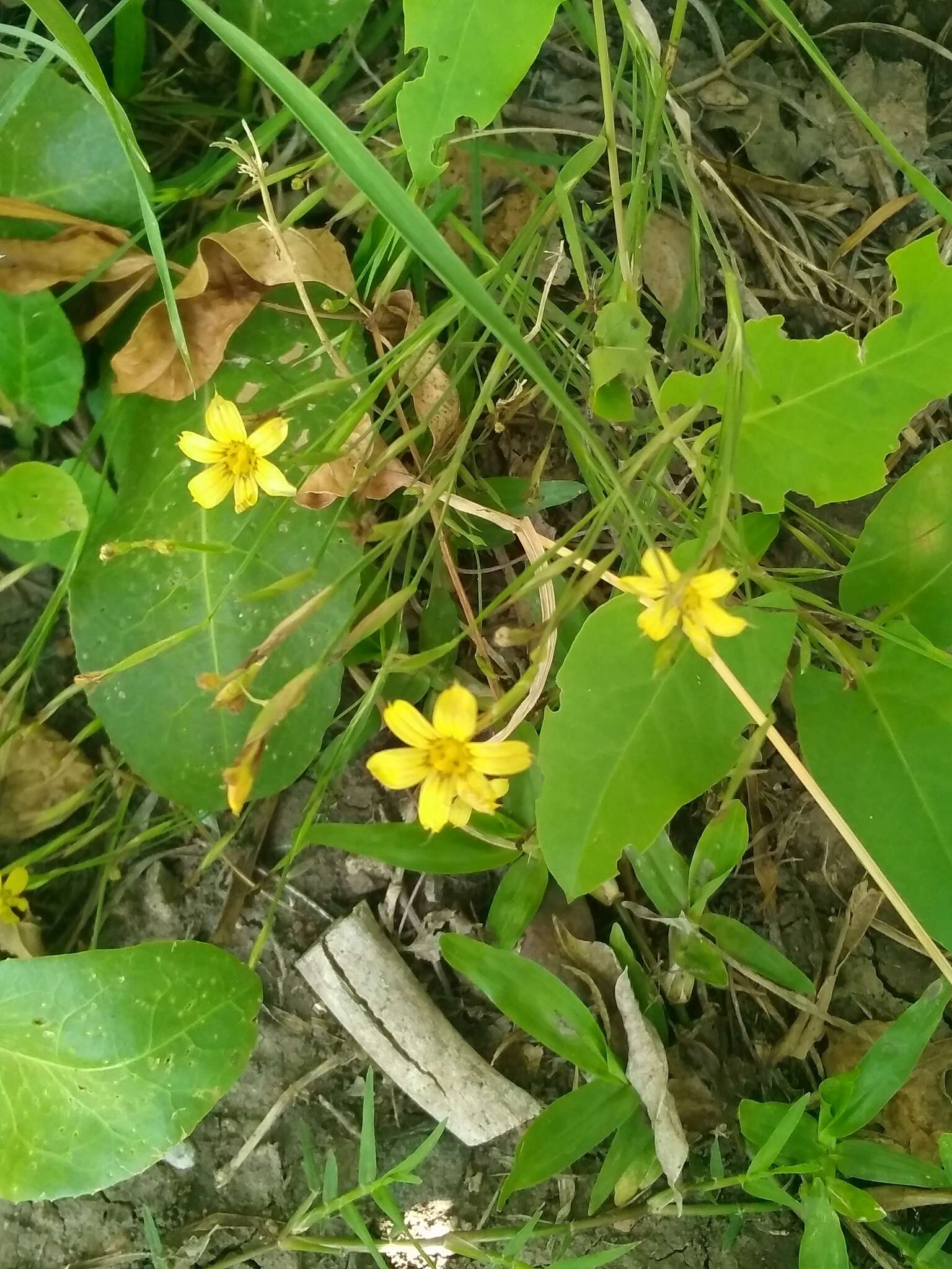 Sisyrinchium pachyrhizum Baker的圖片