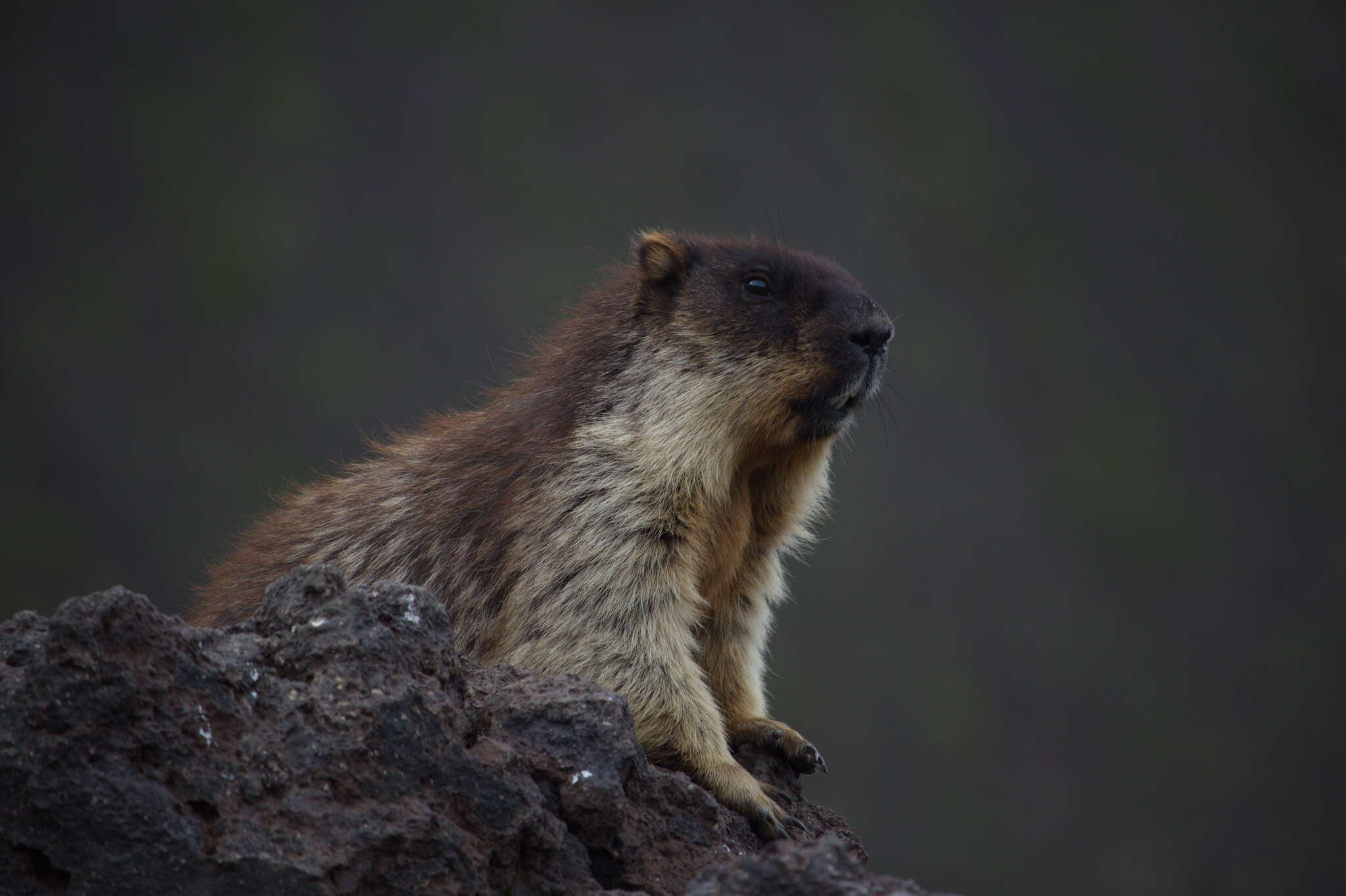 Image of Black-capped Marmot