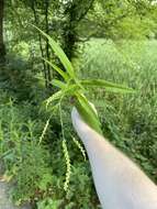 Image of Bog Smartweed