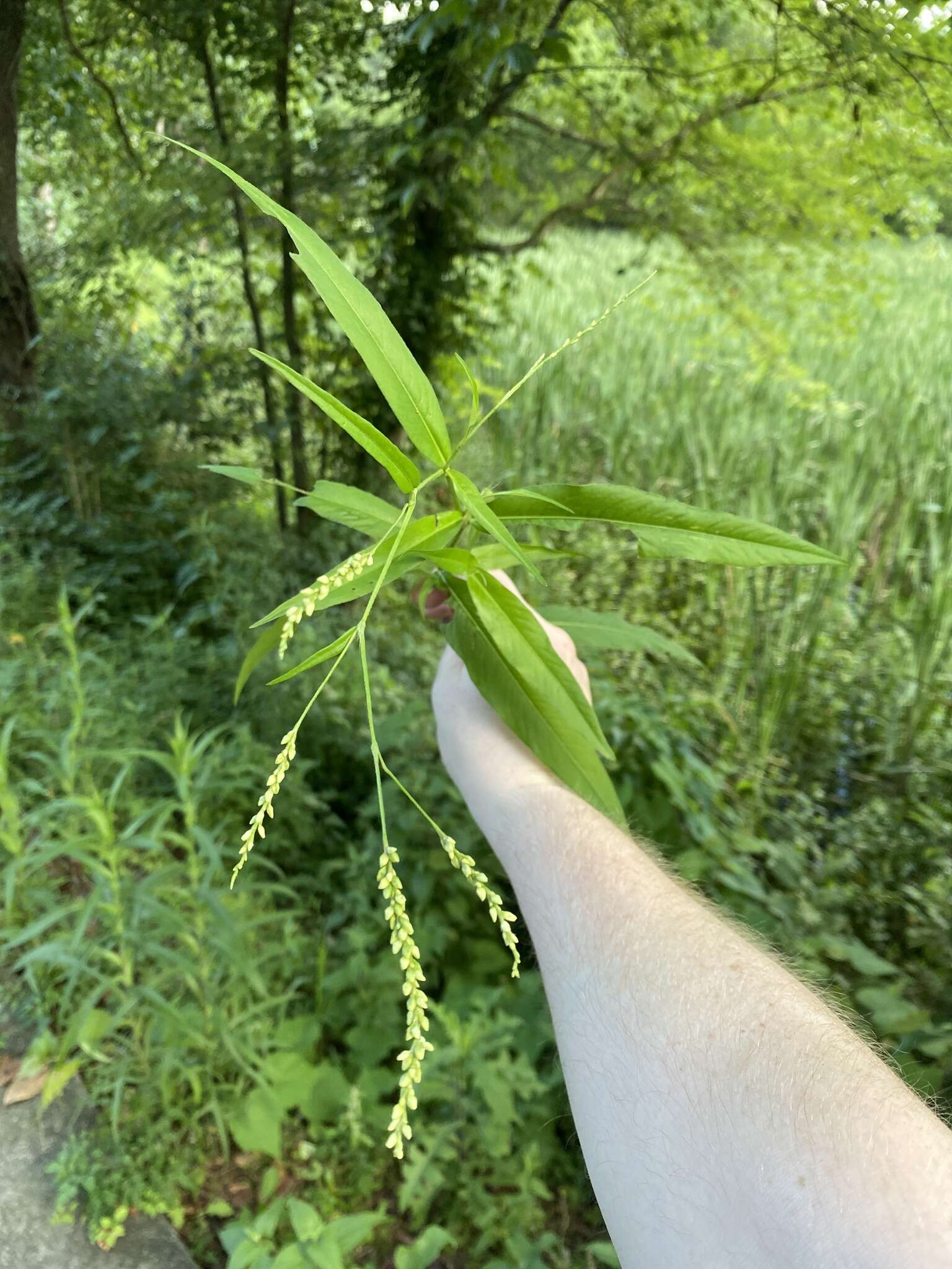 Image of Bog Smartweed