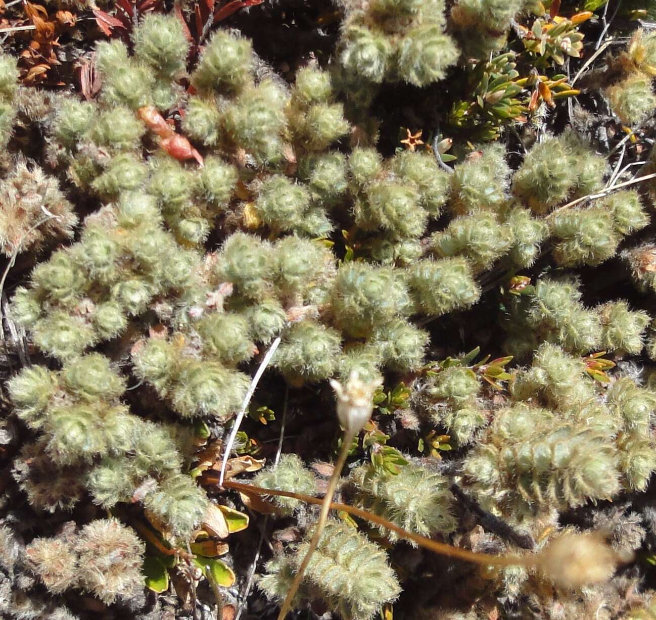Image of Pimelea sericeovillosa subsp. sericeovillosa