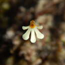 Sivun Utricularia holtzei F. Muell. kuva