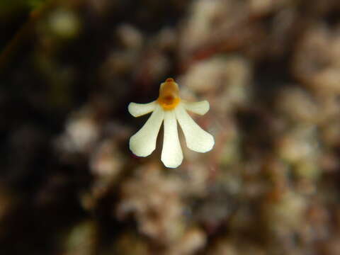 Image of Utricularia holtzei F. Muell.