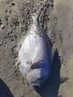 Image of Southern ray&#39;s bream