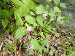 Image of Pertya scandens (Thunb.) Sch. Bip.