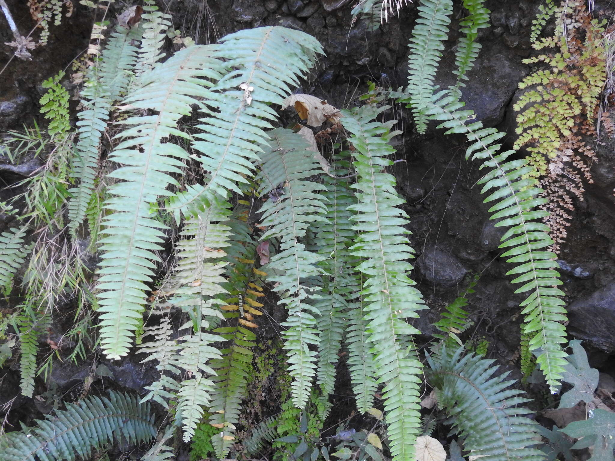 Image of giant swordfern