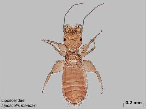 Image of Liposcelidinae Broadhead 1950