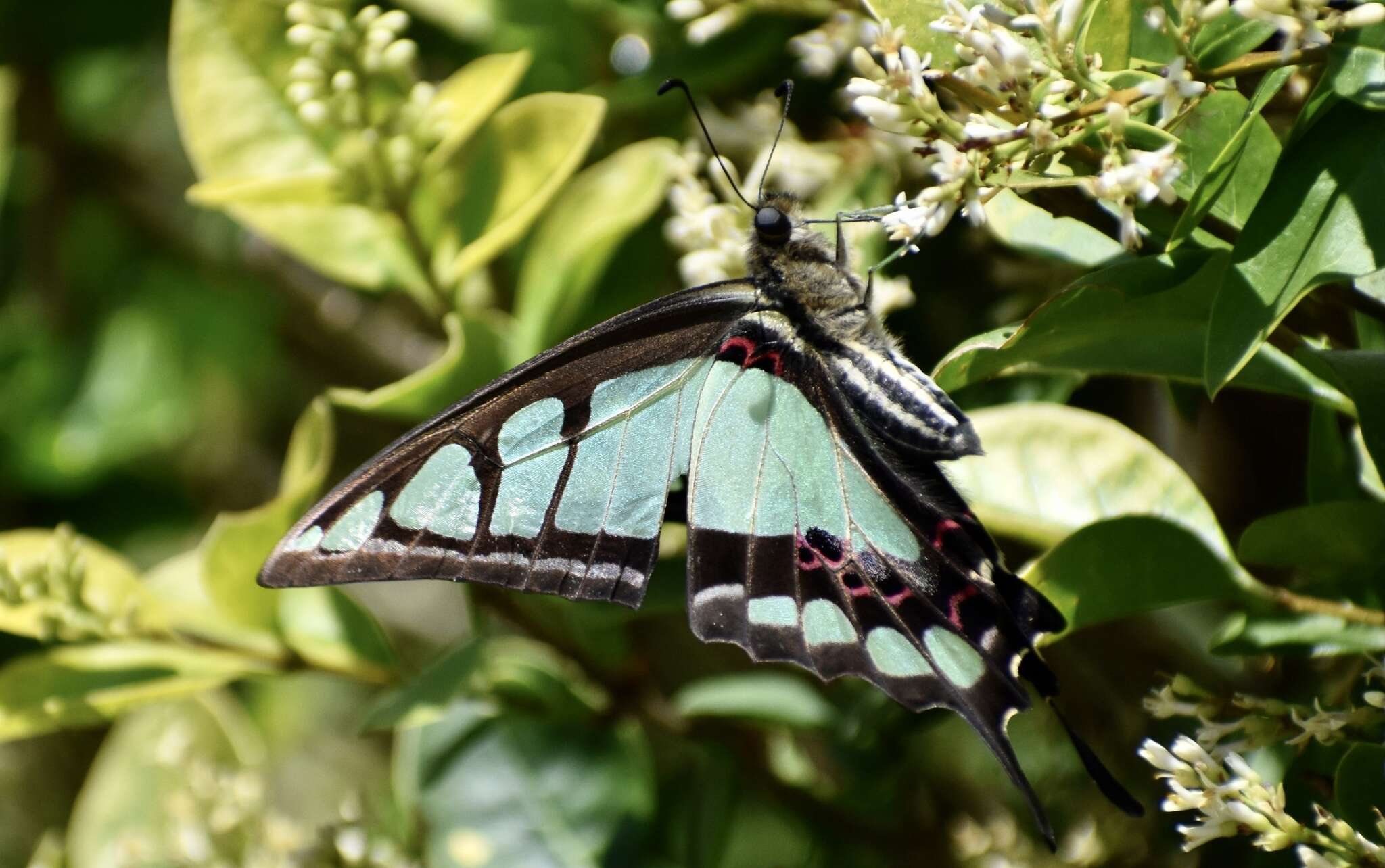 Image of Glassy Bluebottle Butterfly