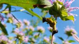 Physonota unipunctata (Say 1824) resmi