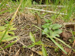 Image of Duméril's Whorltail Iguana