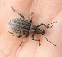 Image of lovage weevil