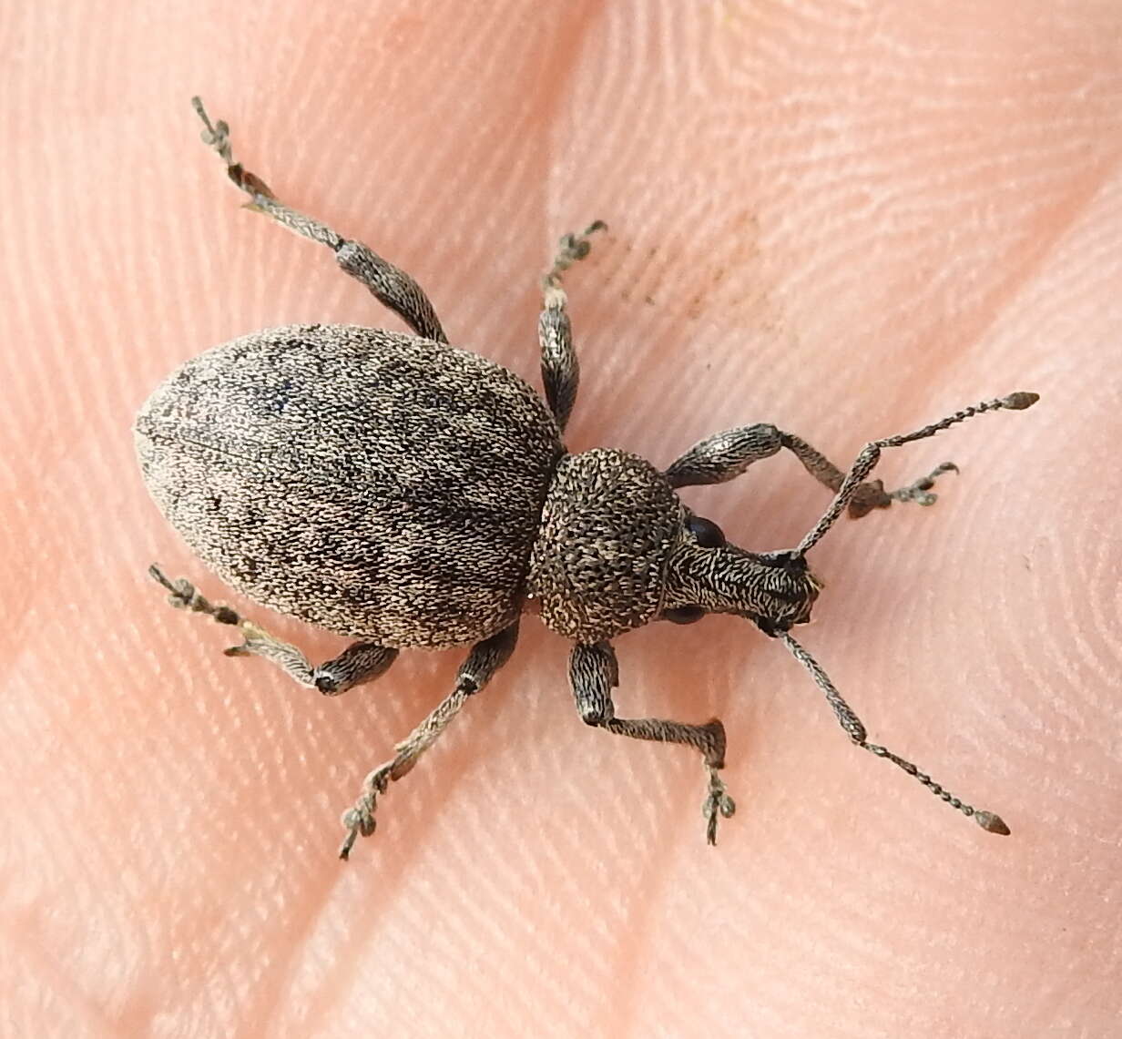 Image of lovage weevil