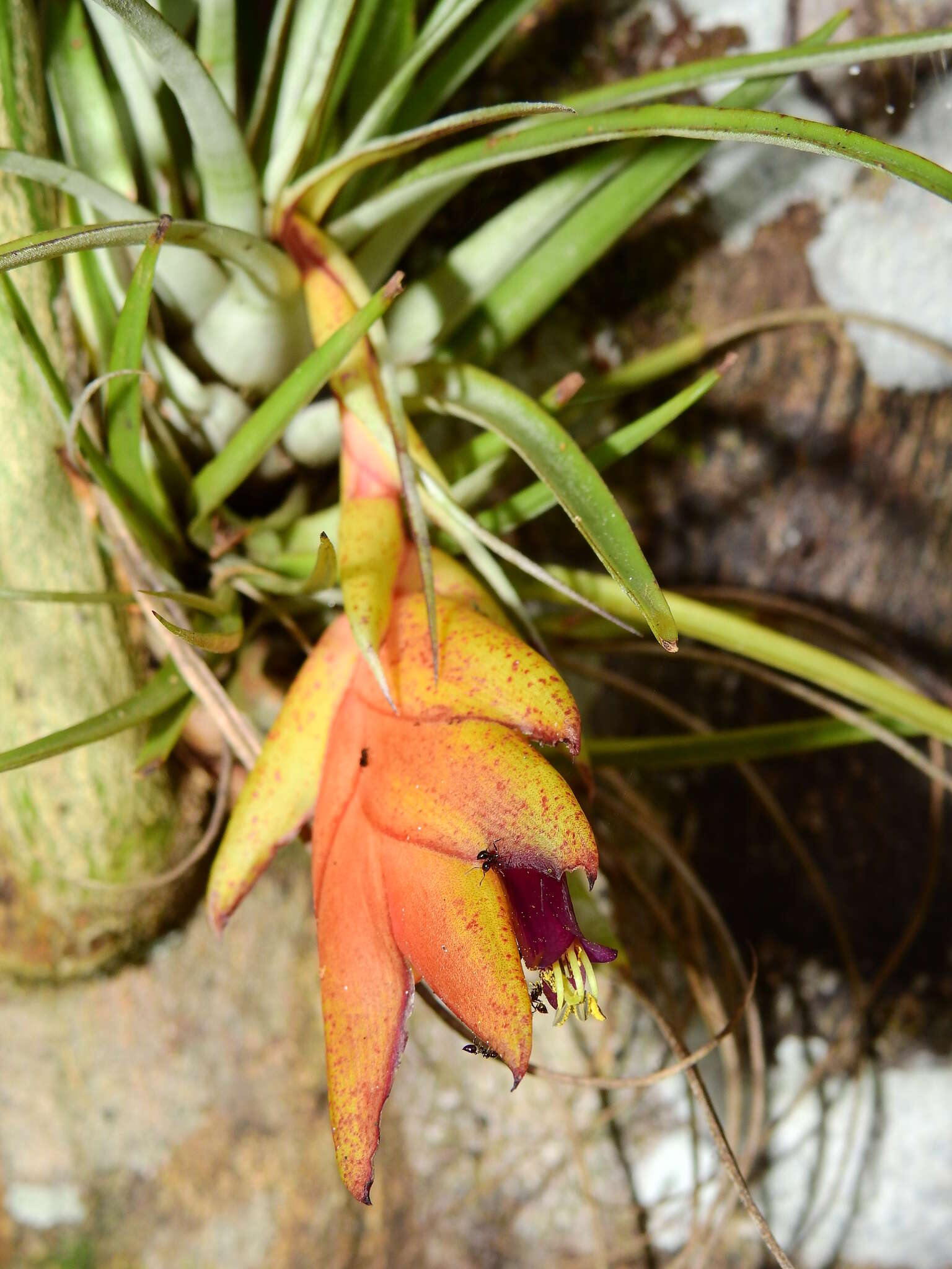 Image of Tillandsia kegeliana Mez