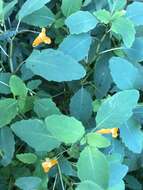 Image of Jewelweed Leafminer