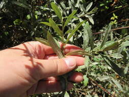 Image of prairie willow