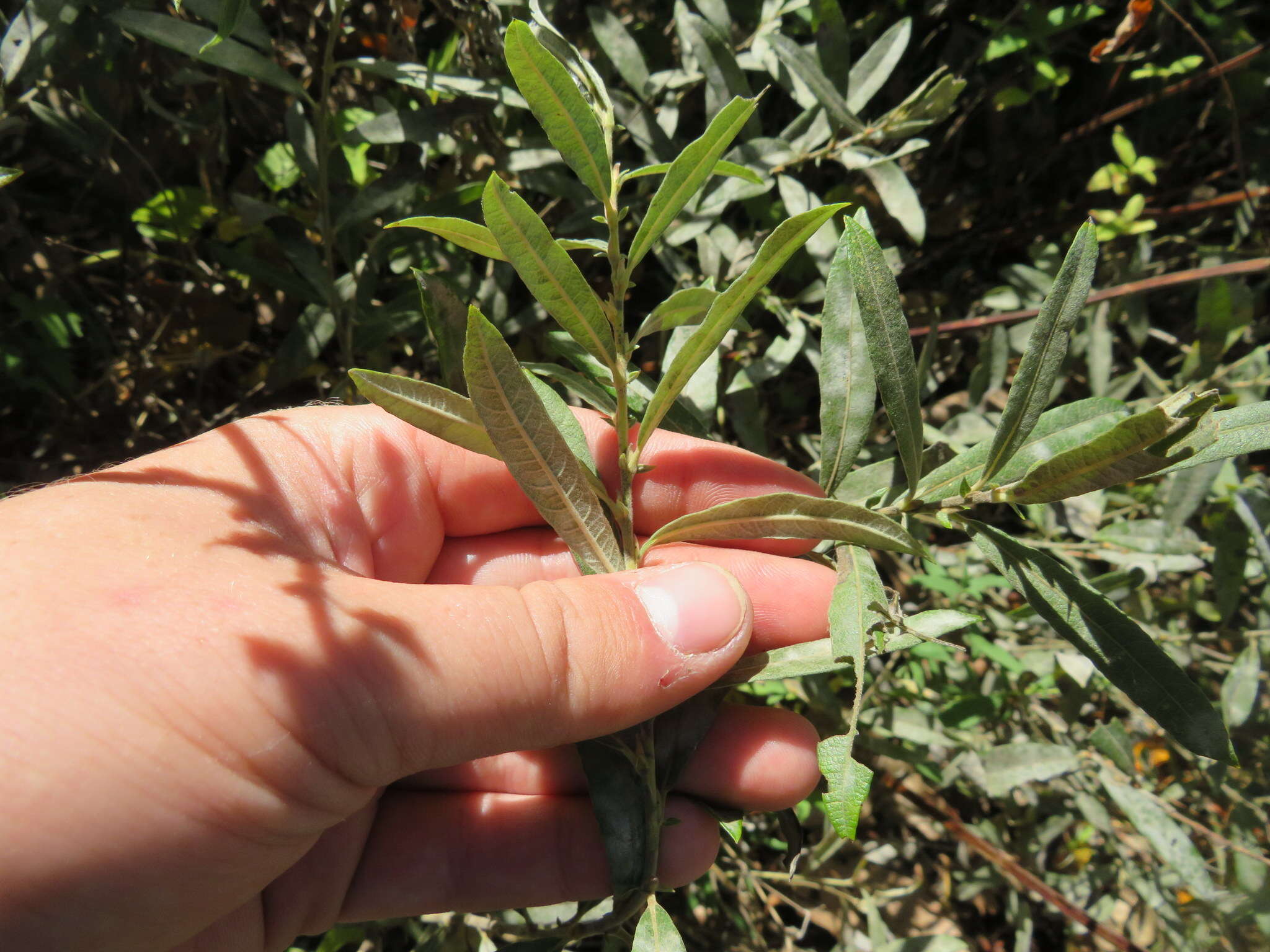 Image of prairie willow