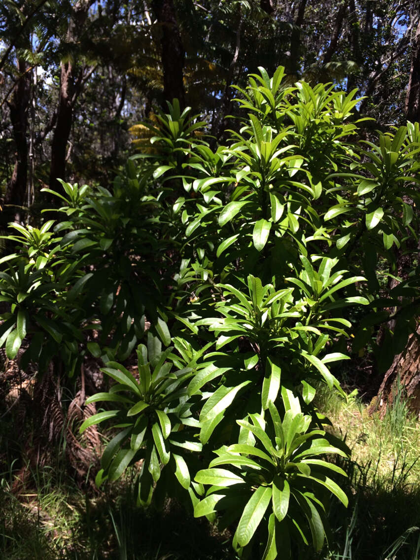 Слика од Clermontia hawaiiensis (Hillebr.) Rock