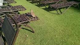 Image of Grey Francolin