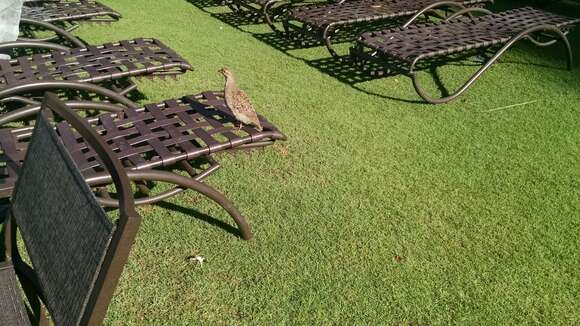 Image of Grey Francolin