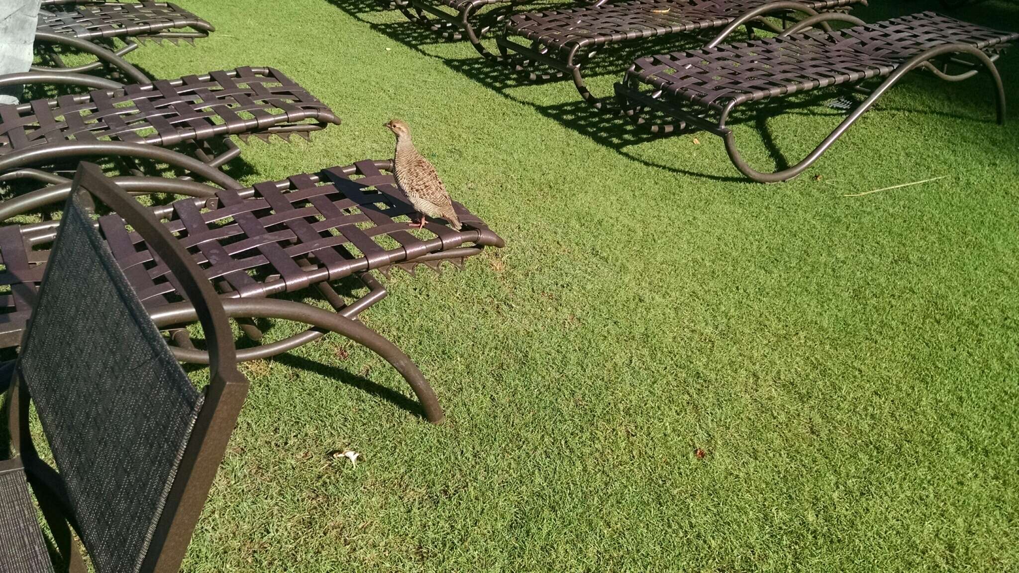 Image of Grey Francolin