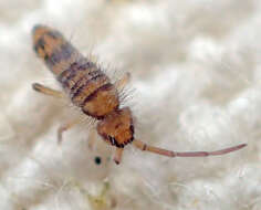 Image of Springtail